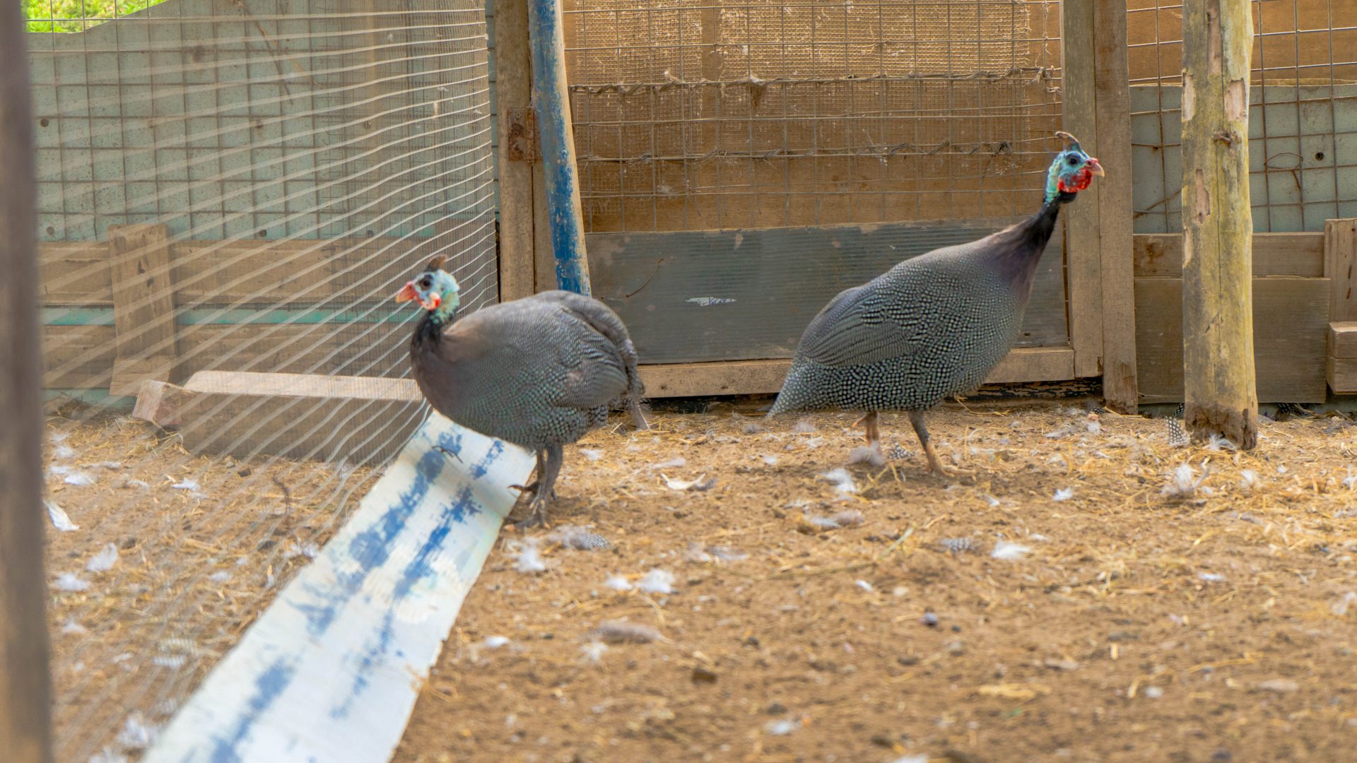 GALLINA DE GUINEA SERPAR Servicio De Parques De Lima