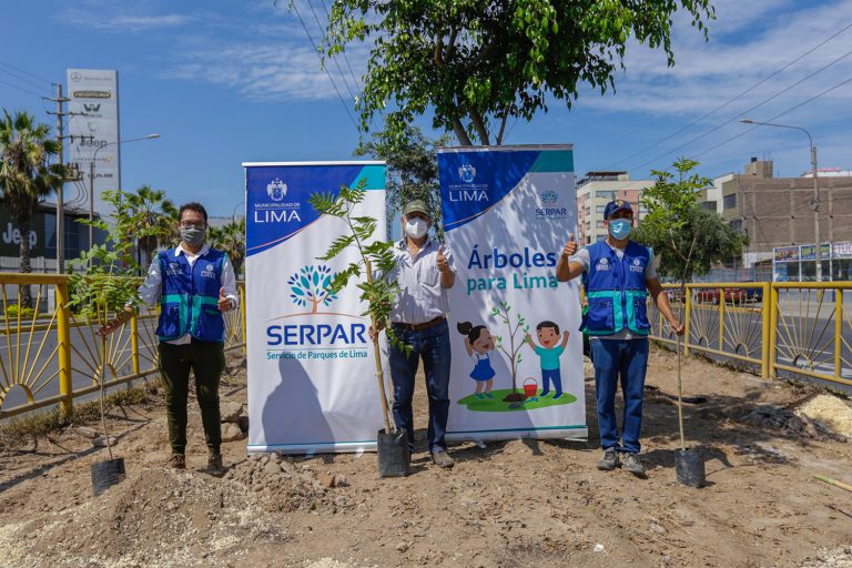Serpar plantó 400 árboles en la Av. Nicolás Arriola en La Victoria