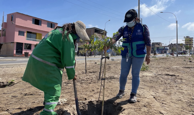 Serpar plantará 700 árboles en la Av. César Vallejo en Villa El Salvador