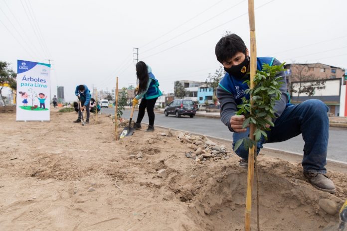 Árboles para Lima realizó más de 400 mil plantaciones