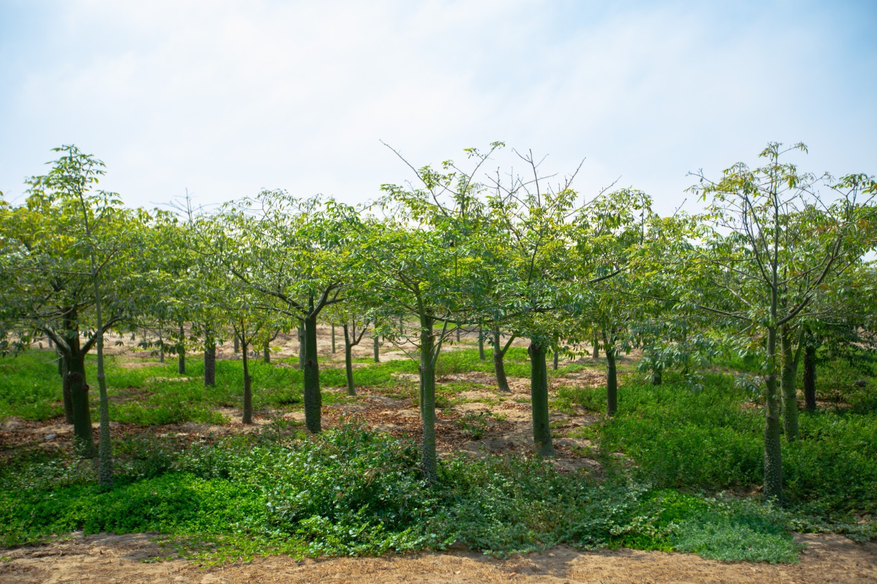 Conoce los bosques educativos municipales de Lima sur y norte | SERPAR -  Servicio de Parques de Lima