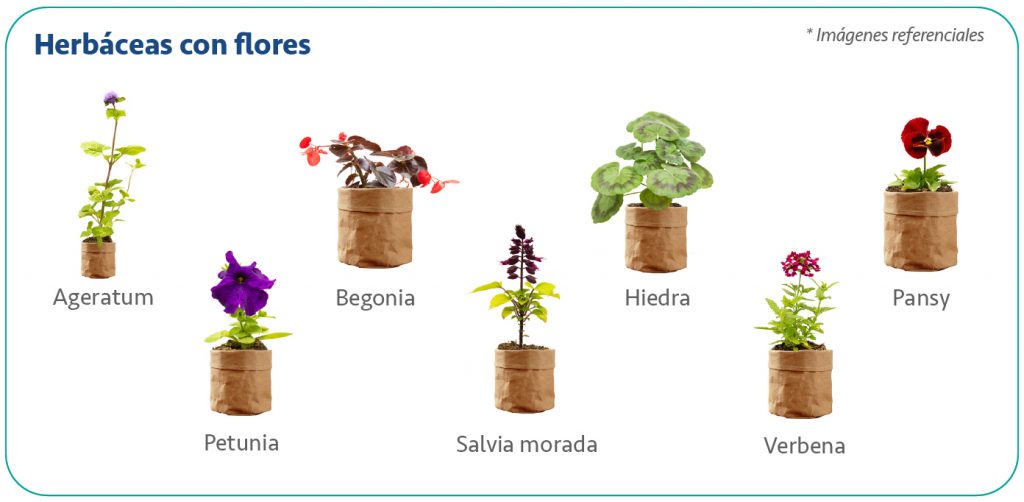 Compra las plantas de nuestro vivero desde la web! | SERPAR - Servicio de  Parques de Lima