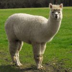 ALPACA