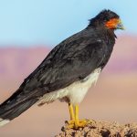 Caracara