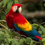 GUACAMAYO ESCARLATA