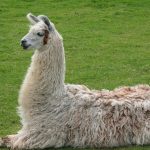 LLAMA