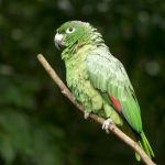 Names: Southern mealy parrot, southern mealy amazon