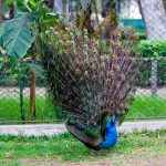 PAVO REAL