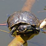 TORTUGA AMERICANA