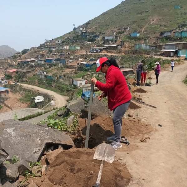 Olla Común de Villa María del Triunfo recibió cien árboles del programa Lima Verde