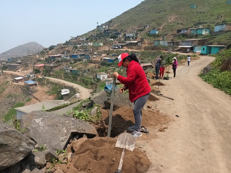 Olla Común de Villa María del Triunfo recibió cien árboles del programa Lima Verde