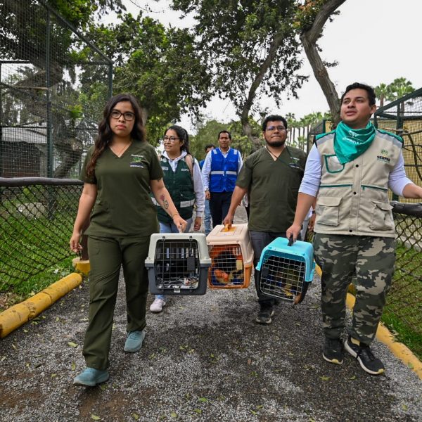 Monitos rescatados son acogidos temporalmente en zoológico de Serpar