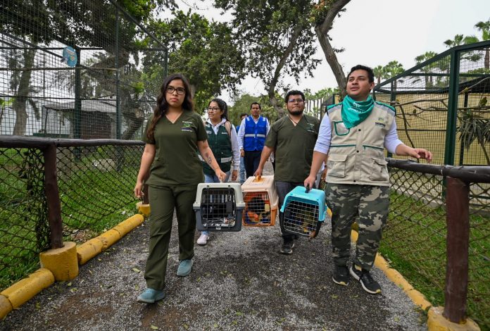 Monitos rescatados son acogidos temporalmente en zoológico de Serpar