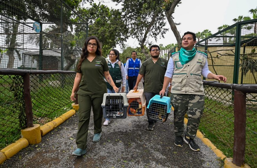 Monitos rescatados son acogidos temporalmente en zoológico de Serpar