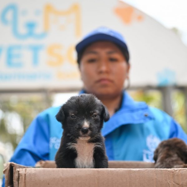 Mascotas rescatadas de la venta ilegal son acogidas en el Club Metropolitano Huáscar en espera de ser adoptados