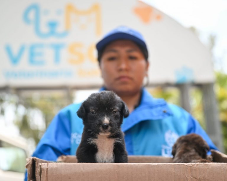 Mascotas rescatadas de la venta ilegal son acogidas en el Club Metropolitano Huáscar en espera de ser adoptados