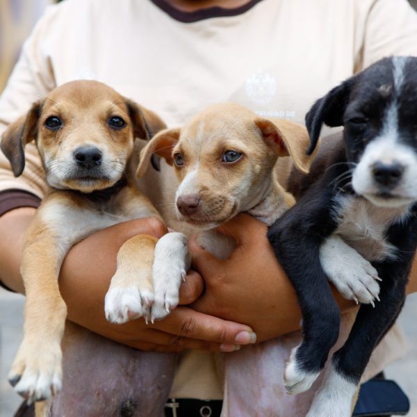 Vetsol Huáscar realizará una campaña de baños gratuitos para mascotas